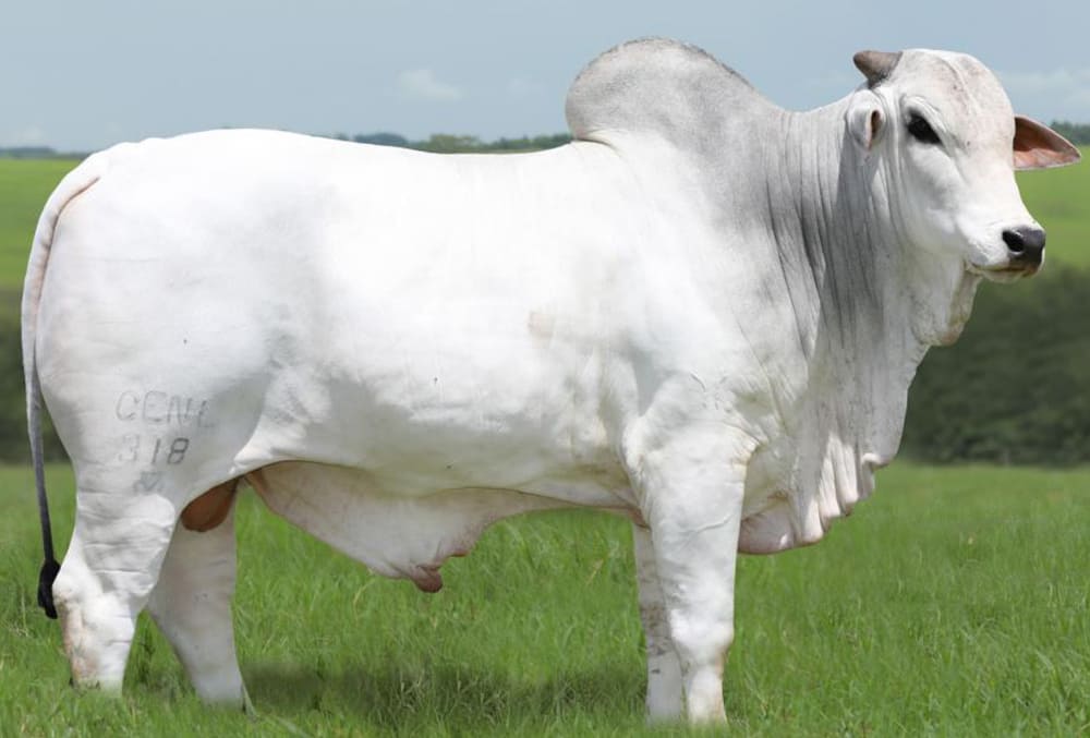 CENL 318 NABUCO