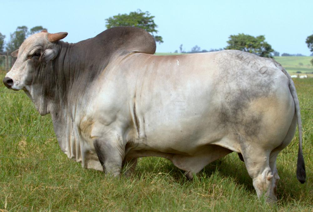CEN 4450 NAGAUR TE